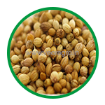 Coriander Seeds