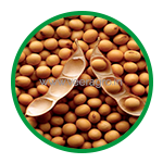 Soya Beans