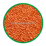Whole Masoor Dal