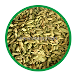 Fennel Seeds