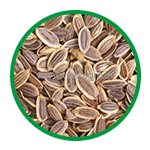 Dill Seeds